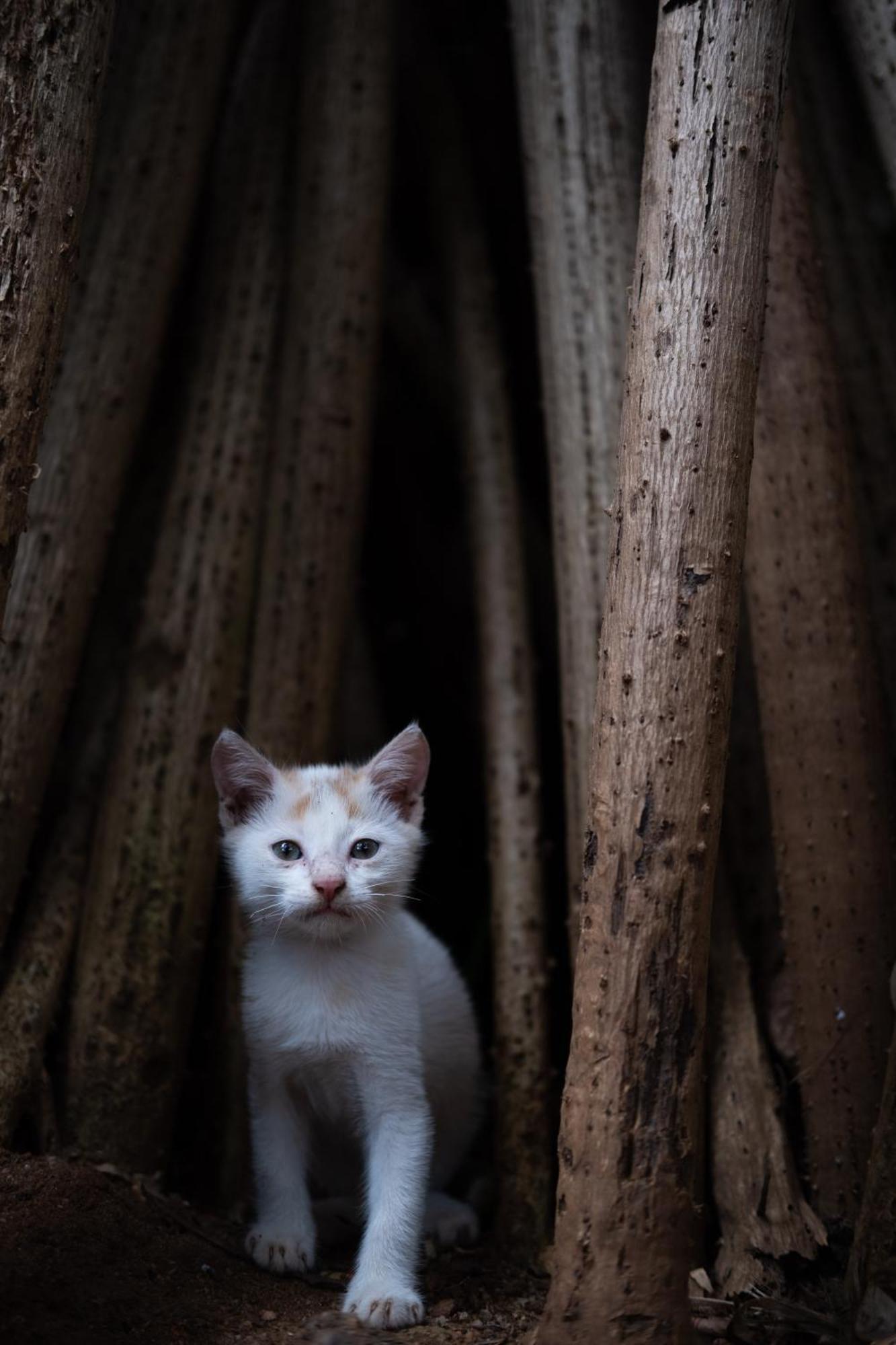 Alass Ga For Pets Lovers Triquinimale Exterior foto