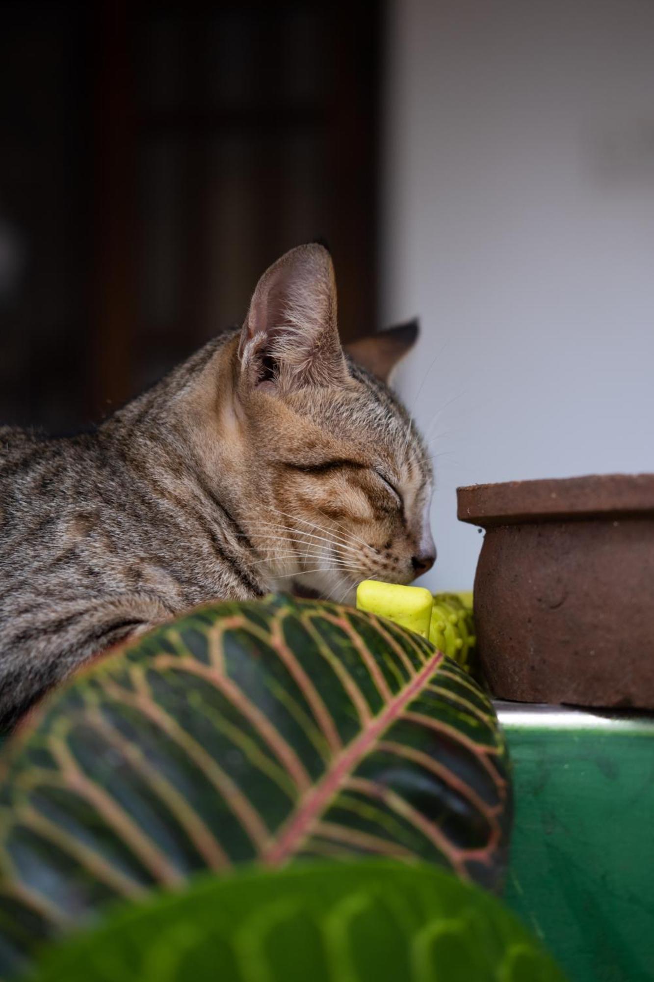 Alass Ga For Pets Lovers Triquinimale Exterior foto