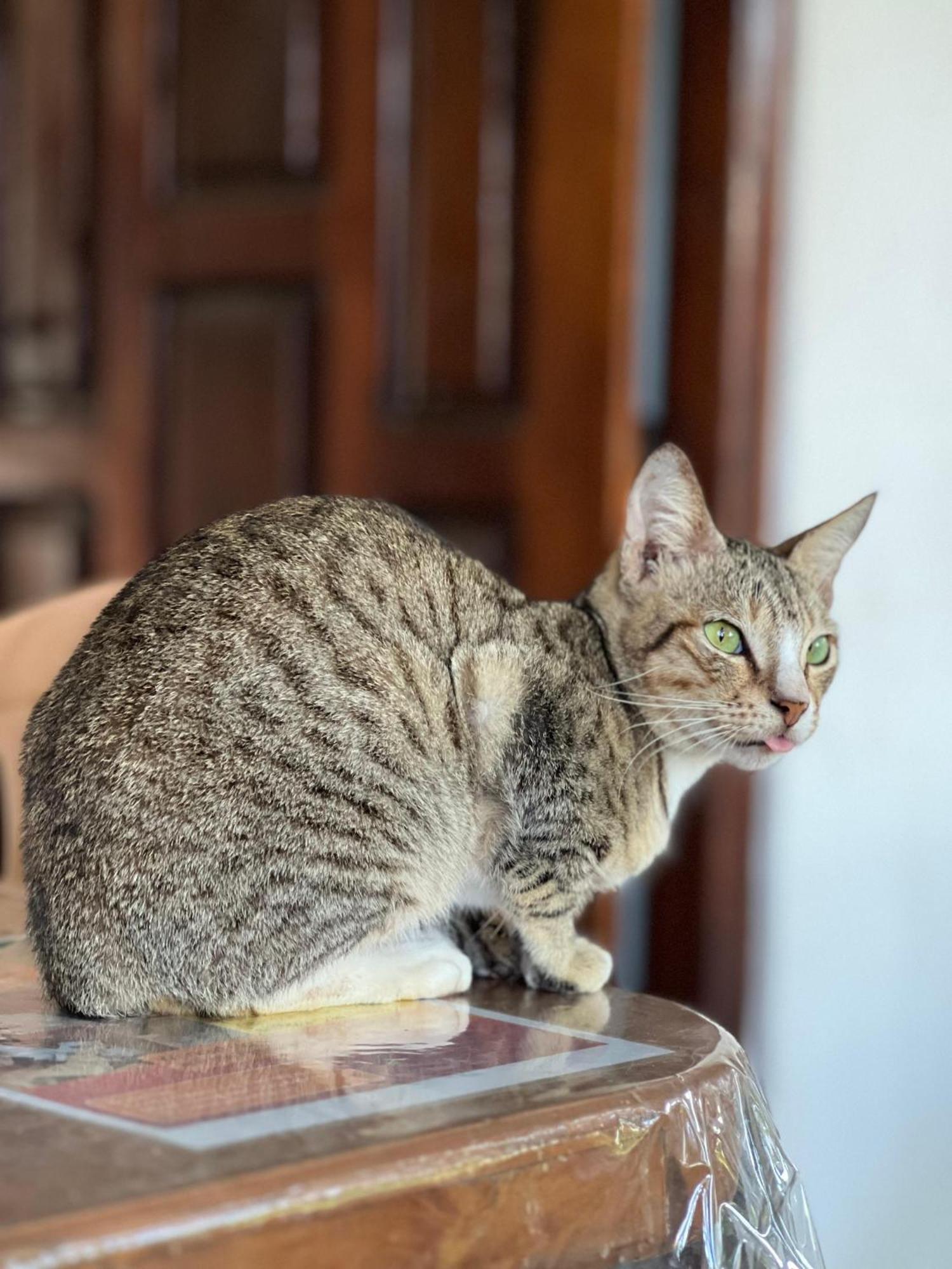 Alass Ga For Pets Lovers Triquinimale Exterior foto