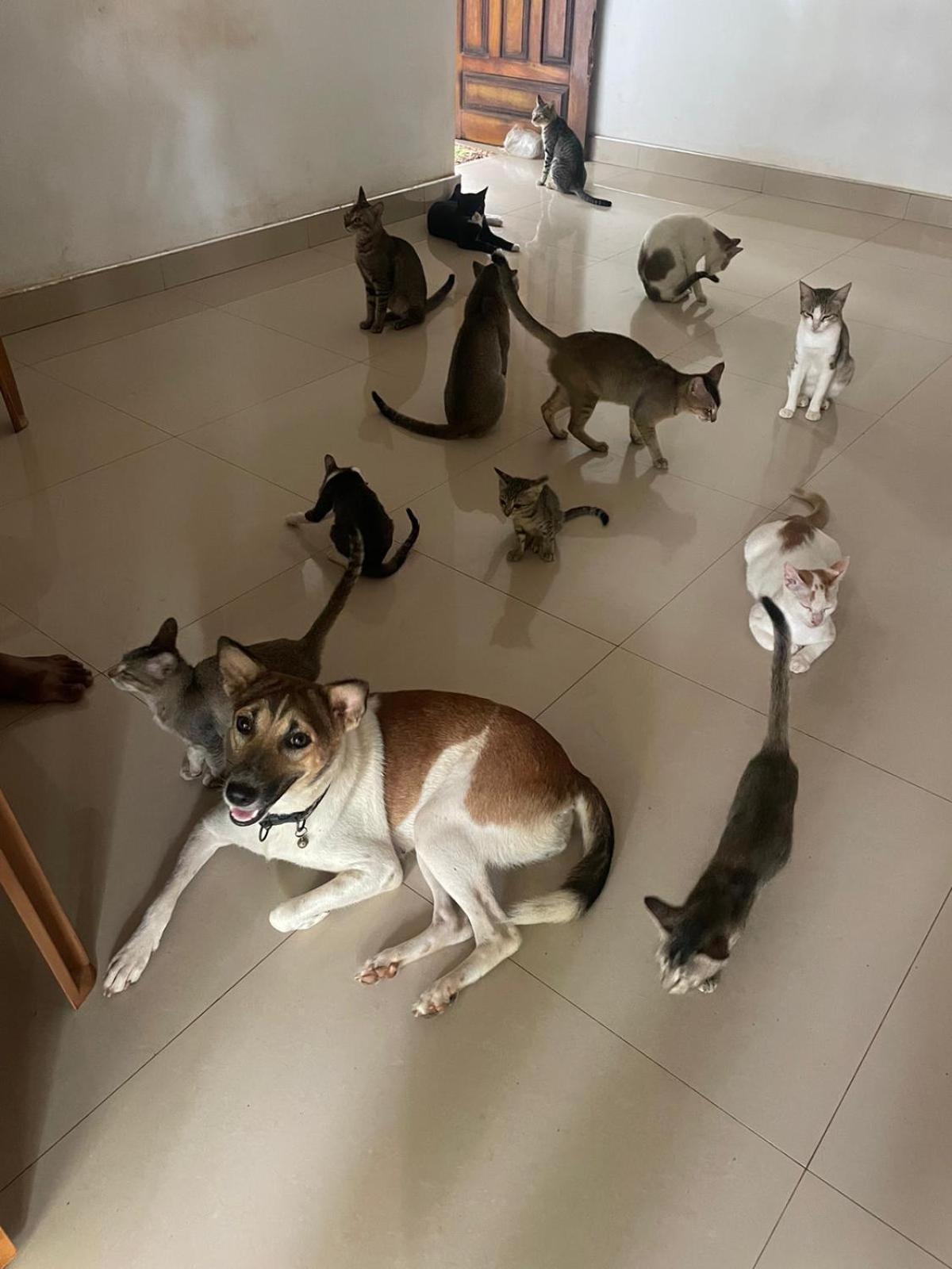 Alass Ga For Pets Lovers Triquinimale Exterior foto