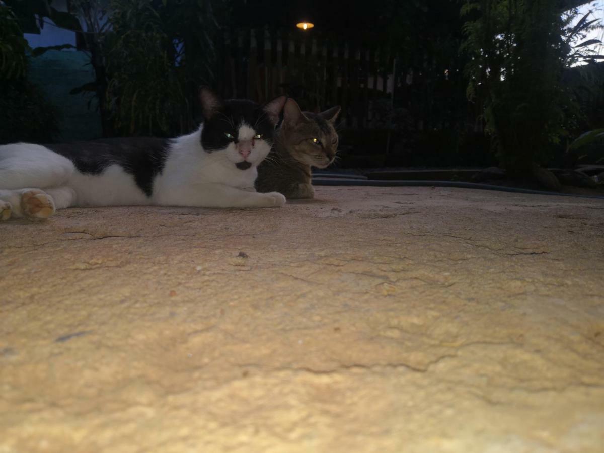 Alass Ga For Pets Lovers Triquinimale Exterior foto